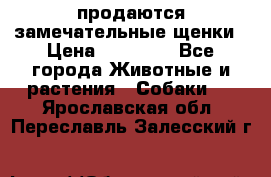 продаются замечательные щенки › Цена ­ 10 000 - Все города Животные и растения » Собаки   . Ярославская обл.,Переславль-Залесский г.